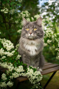 portrait of a beautiful blue tabby maine coon cat sitting on wooden table outdoors in spring under flowering tree with white blossom portrait of a beautiful blue tabby maine coon cat sitting on wooden table outdoors in spring under flowering tree with white blossom